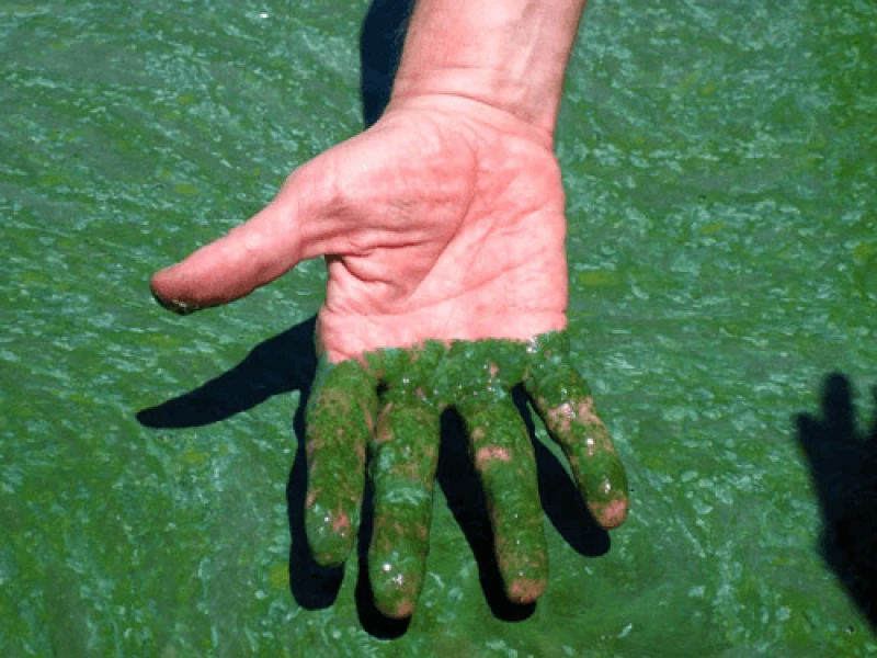 blue green algae