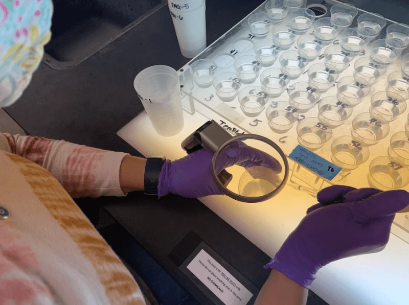 By setting low thresholds and not applying confirmation through mass spec, the results of the glyphosate detection seem worth questioning. (Pictured: a different toxicity testing protocol) Credit: Oak Ridge National Laboratory via CC-BY-2.0