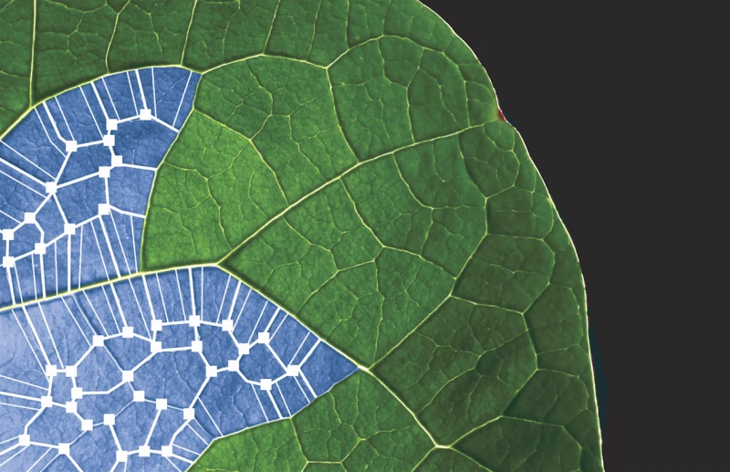 Credit: Yale Scientific Magazine