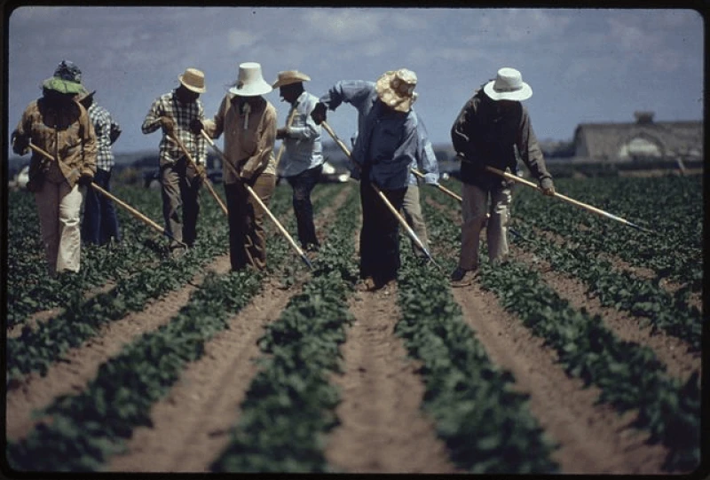 Alternatives to glyphosate include backbreaking labor to remove weeds. Credit: National Archives at College Park via CC0-1.0