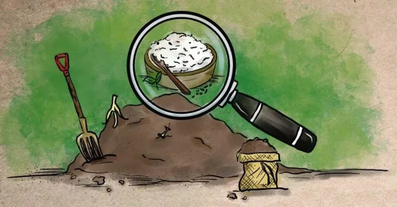 Nitrogen fertilizers are very expensive, this innovation could make plants use them more efficiently. Credit: RusticWise