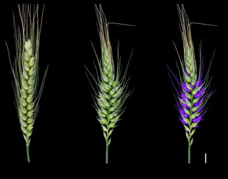 This breakthrough could increase world wheat production significantly at scale. Credit: CSIRO