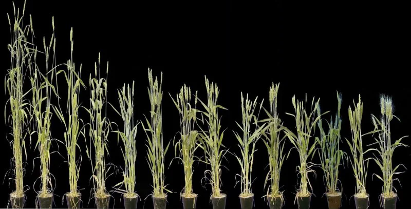 Credit: Friedli et. al.