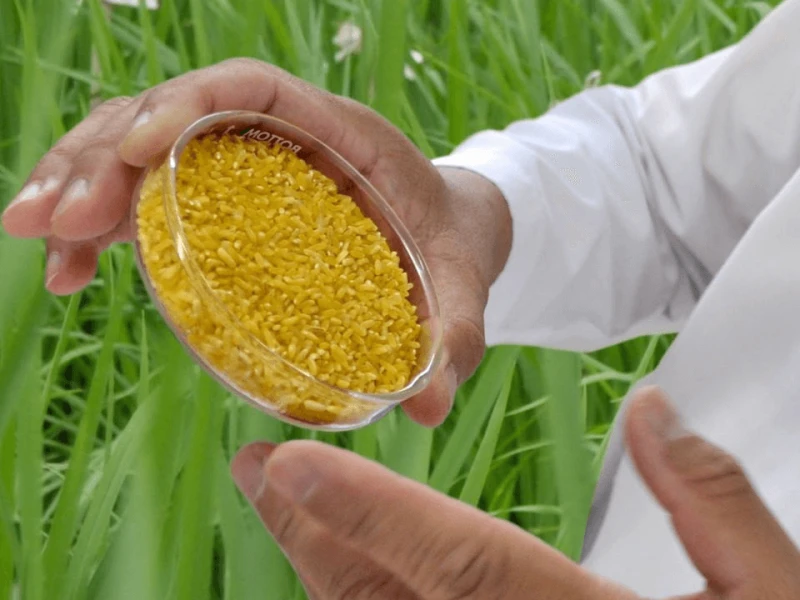 golden rice