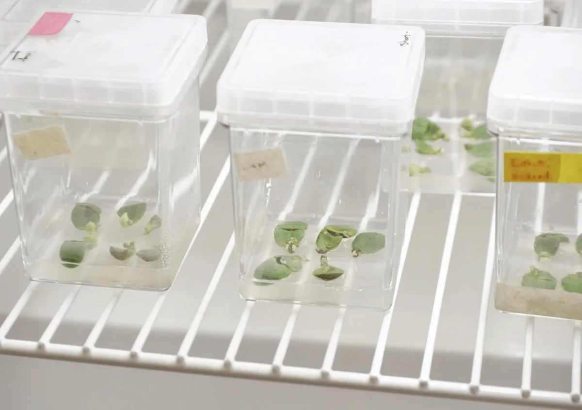 therapeutic soybeans cc therapeutic soybeans cc