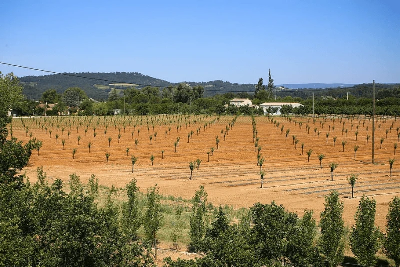 fruit trees fruit fields drought south of france fruit trees fruit fields drought south of france