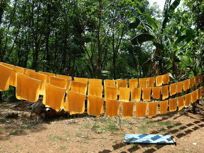 The trees on rubber plantations take years to produce sheets of rubber for use in industry. Credit: Sreejithk2000 and Noblevmy via CC-BY-2.5