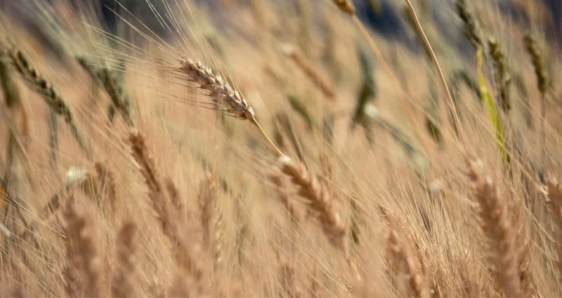 Credit: Studio Praktik