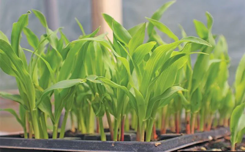 Biotechnology Biotechnology