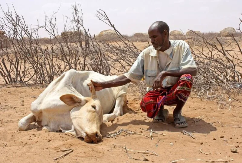 Kenyan farmers are far too familiar with the devastation that resource shortfalls cause to their livestock. Credit: Jaspreet Kindra via IRIN