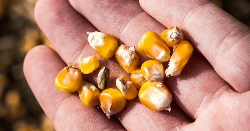 Credit: Maaark/Pixabay (CC0)