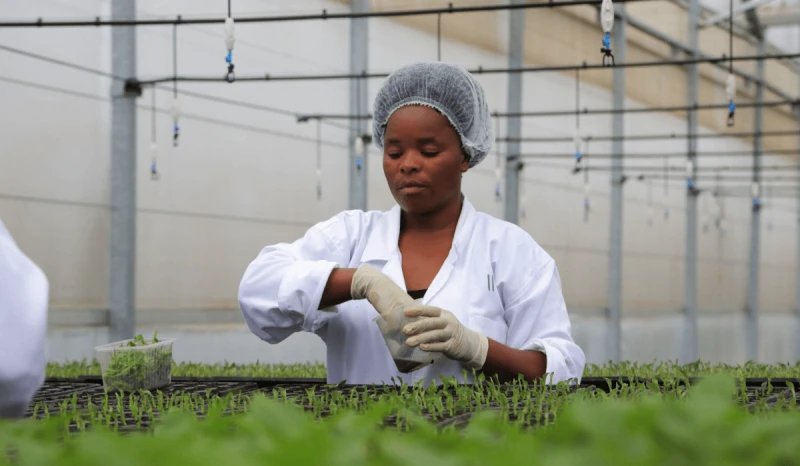 56286 Agri-scientists work in Irish potato multiplication centre in Kiningi in Musanze District.