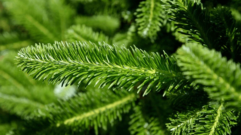 fraser fir christmas tree needles ncsu x x