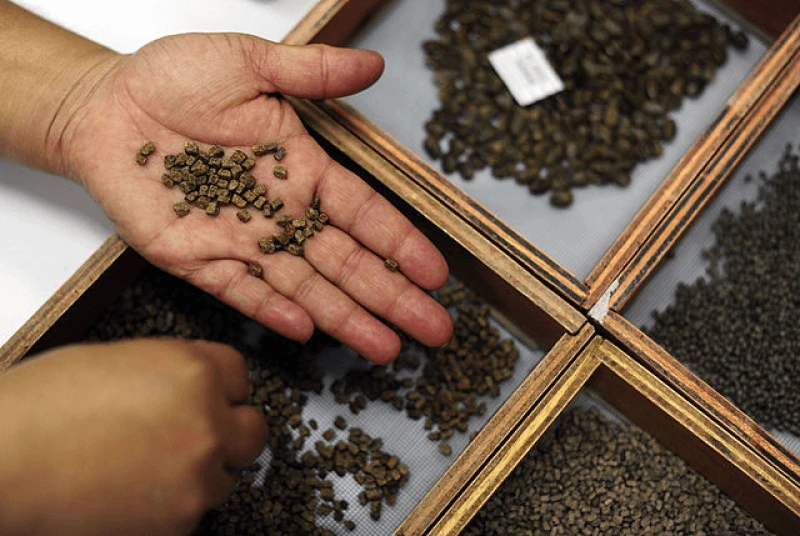 Colorado is forming a seed bank to prepare for climate change, similar to those elsewehere. Credit: Neil Palmer and CIAT via CC-BY-SA-2.0