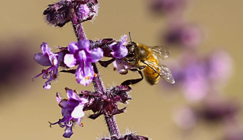 Credit: Peakpx via CC0-1.0