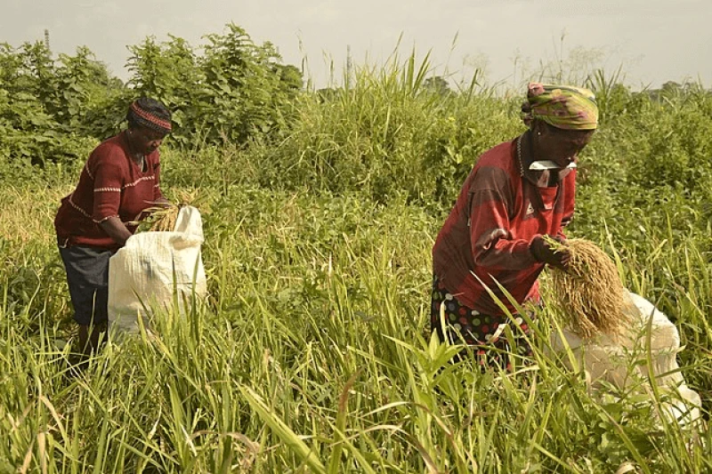 Credit: Chukwukajustice via CC-BY-SA-4.0