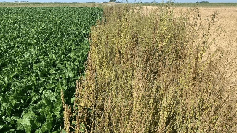 Weeds along edges of neighboring fields in Norman County, Minn. Credit: AgUpdate/University of Minnesota