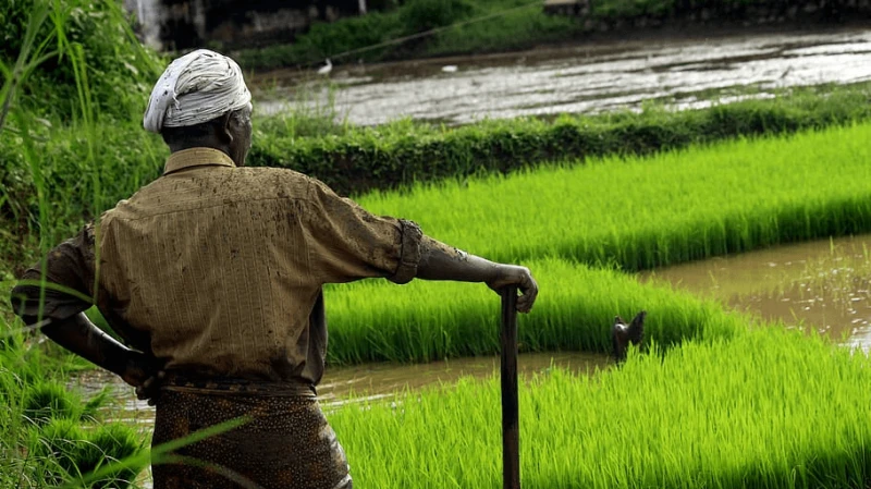 hope kerala food rice
