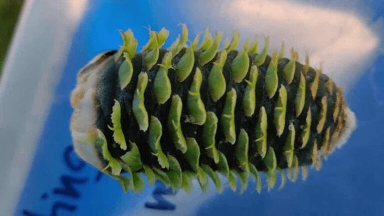 fraser fir christmas tree cone ncsu x x