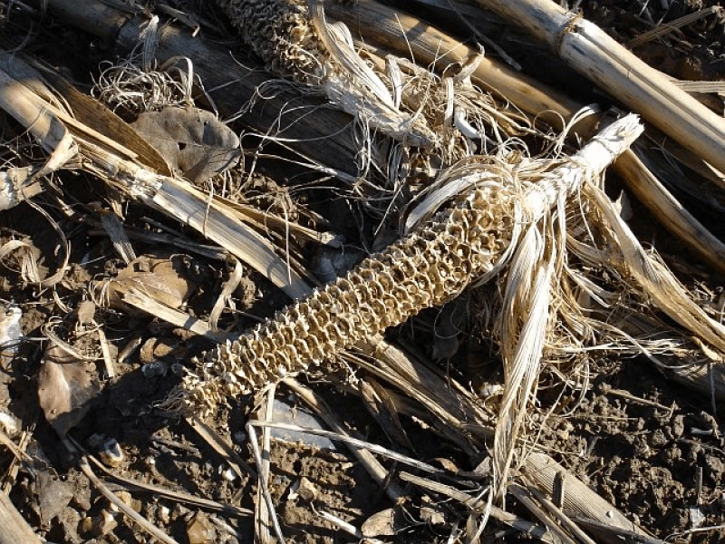 Credit: Penny Mayes via CC-BY-SA-2.0