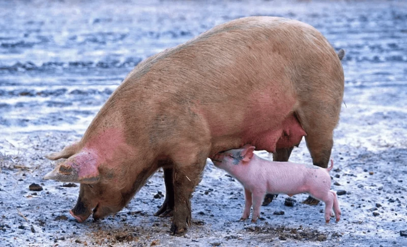 Credit: RawPixel via CC0-1.0