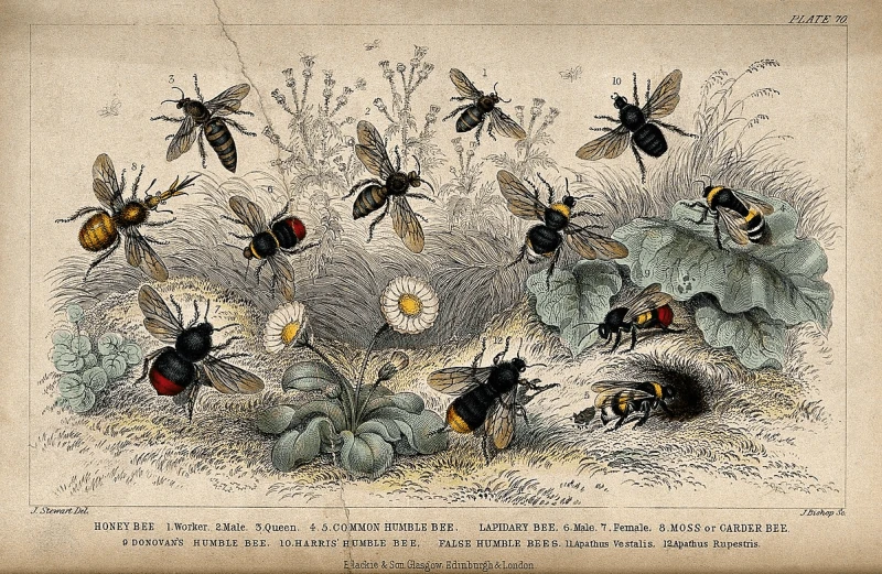 There are many, many different types of bees and pollinators. Credit: J. Bishop after J. Stewart via CC-BY-4.0