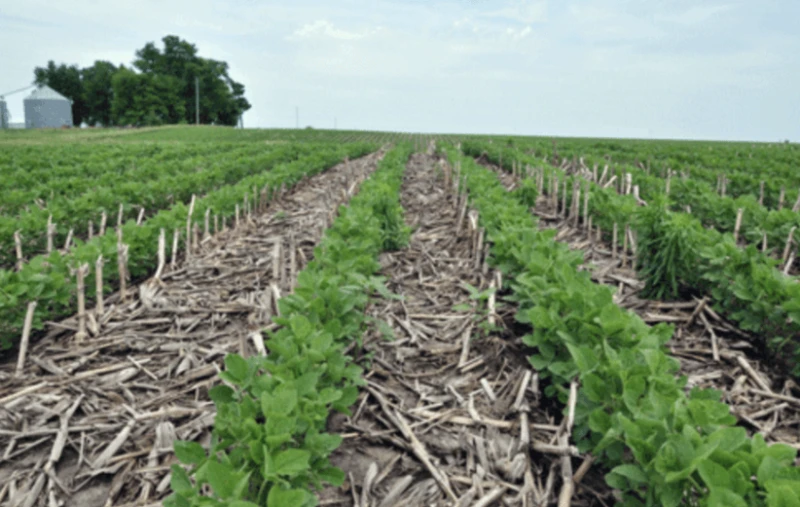 Soybeans grown into corn stalks in a no-till field in Union County, Iowa (USDA)