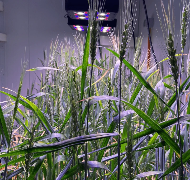 neotech png crop crispr CRISPR-transformed wheat for increased fiber content, growing in speed-breeding chambers. Credit: Neocrop Technologies