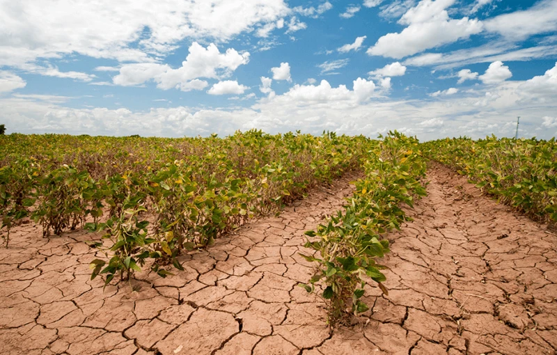The effects of drought, seen here in a 2013 photo of a Texas soybean field, have become all too common as the climate warms. CREDIT: USDA PHOTO BY BOB NICHOLS / FLICKR
