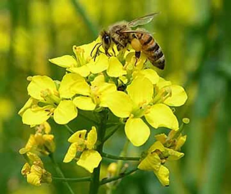 Bee on canola Bee on canola