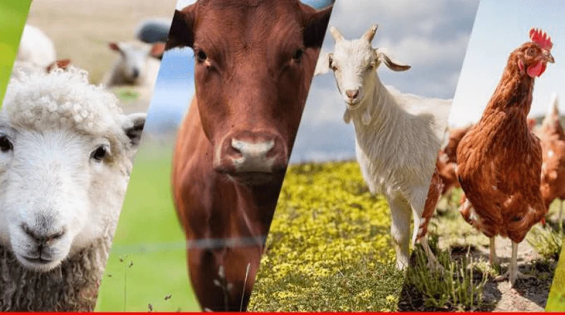 livestock Credit: African Agri Magazine