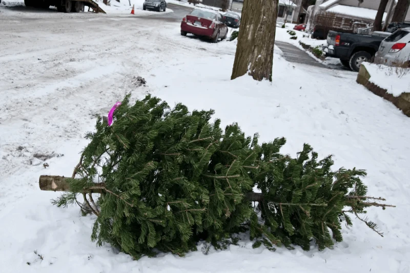 nyc christmas tree disposal
