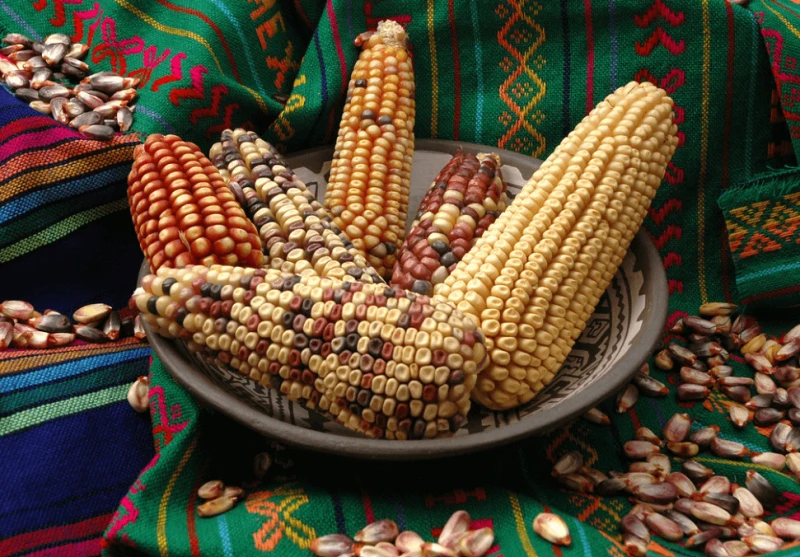 Credit: CIMMYT via CC-BY-NC-SA-2.0