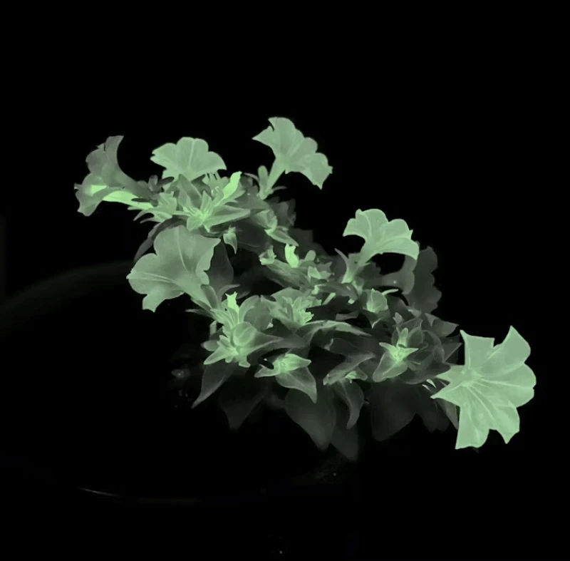 The firefly petunia is genetically engineered to glow in the dark. Credit: Ceejayoz, CC BY-SA/The Conversation