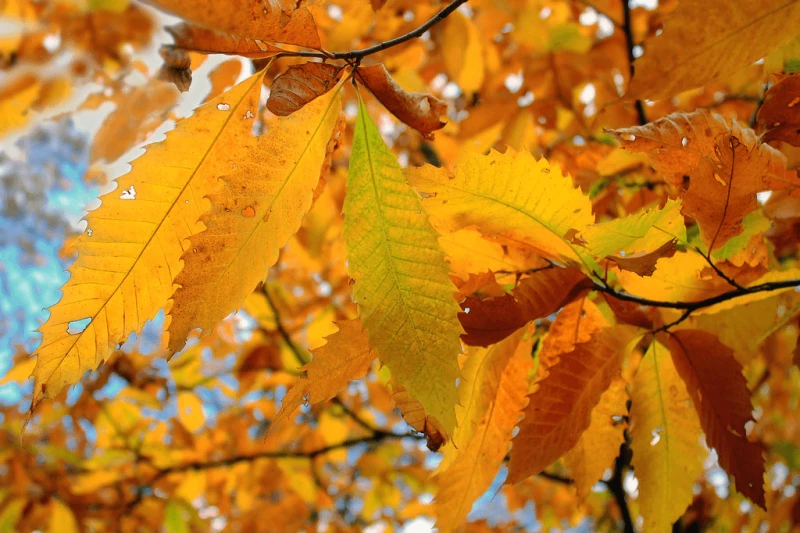 Credit: Nicholas_T/Flickr (Public Domain)