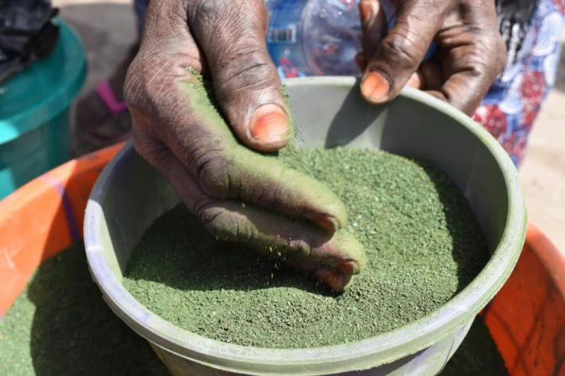 Dried spirulina sometimes called 'green gold' for its potential food applications. Credit: Denis Sassous