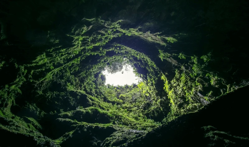 png azore rewilding The authors of the article propose 'land sparing' as a more effective means of promoting biodiversity while maintaining yield. Credit: delso.photo via CC-BY-SA