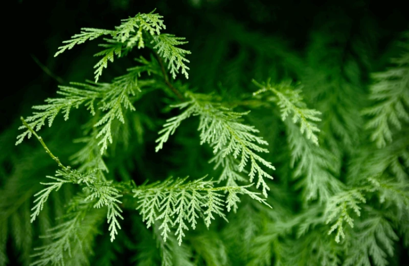 2 million years: Oldest DNA ever discovered unearthed in plant and animal remains in Greenland