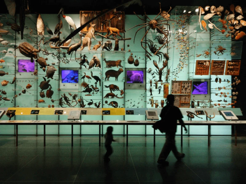 Credit: American Museum of Natural History/Flickr (CC BY-ND 2.0)