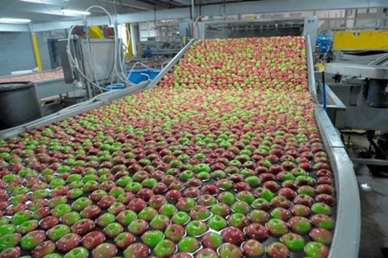 apples being packed web