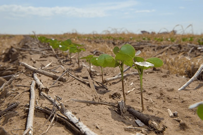 Credit: USDA NRCS Texas via CC0-1.0