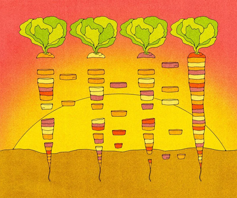 Carrots represented as electrophoresis bands of separated material. Credit: Kate Dehler