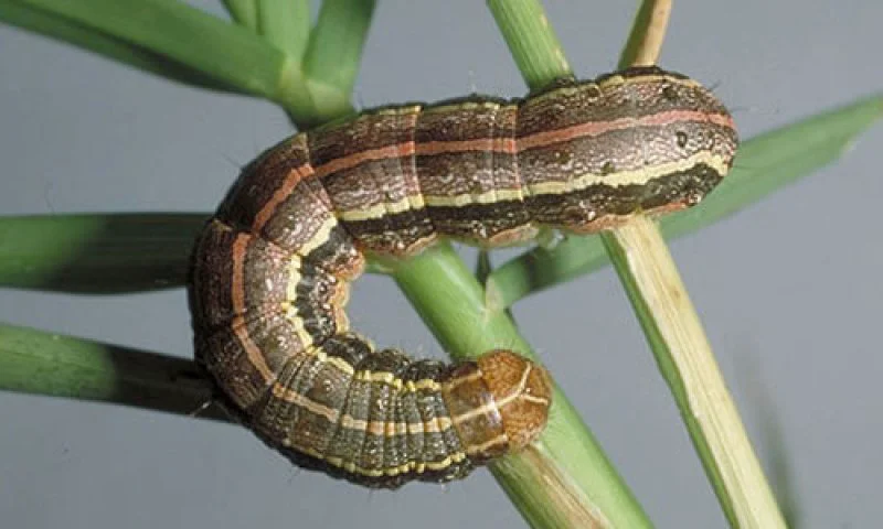 They drop out of the sky like paratroopers. Credit: Missouri Pest Monitoring Network