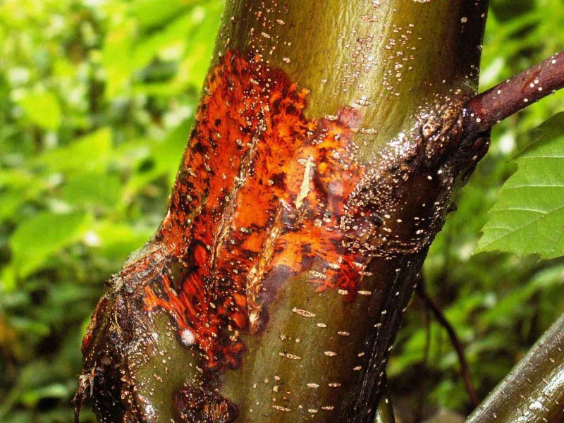 Chestnut blight has killed billions of trees. Credit: D. Rigling