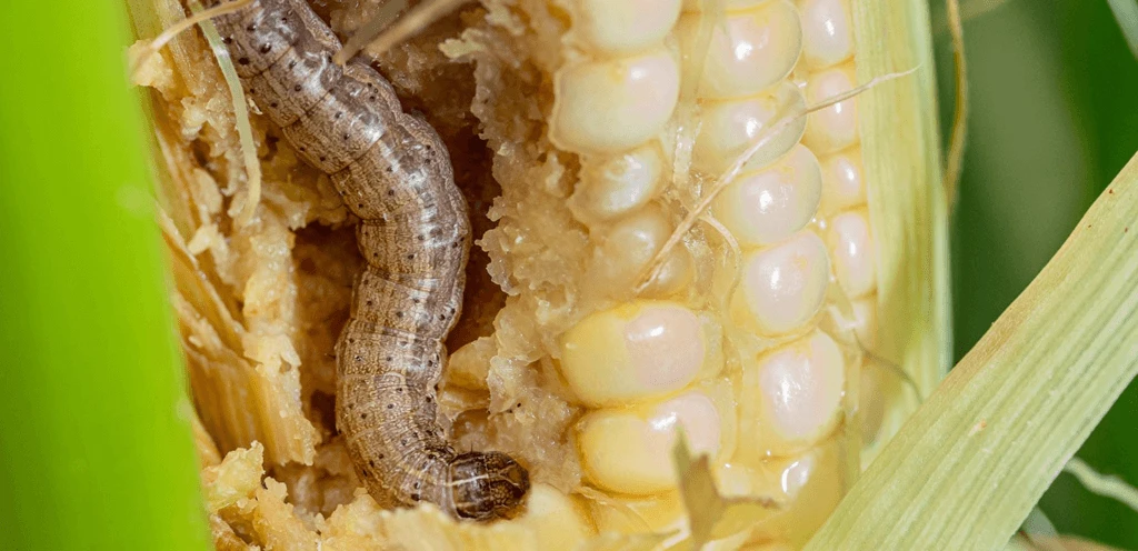 fall armyworm