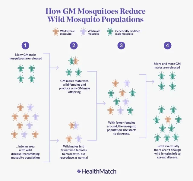 how gm mosquitoes reduce wild mosquito populations how gm mosquitoes reduce wild mosquito populations