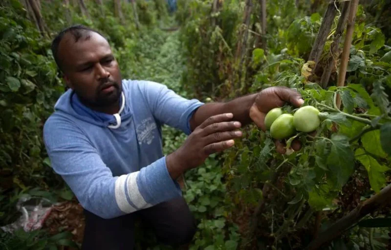 A Sri Lankan tomato farmer shows pest-infected crop which he blames on unavailability of chemical pesticides in Keppetipola, Sri Lanka on July 1, 2021. Credit: Eranga Jayawardena via AP