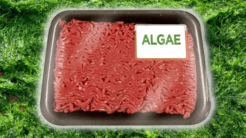 vegan algae ground beef livekindly