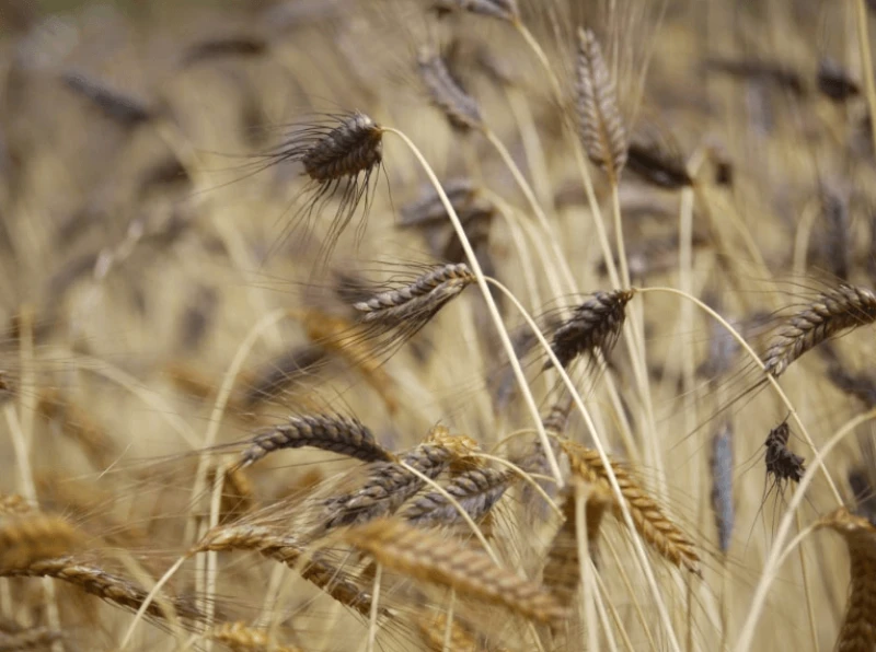 Credit: PeakPx via CC0-1.0