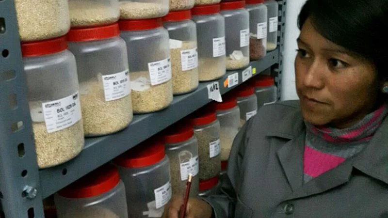 Inspecting a collection of quinoa genotypes. Credit: World Bank